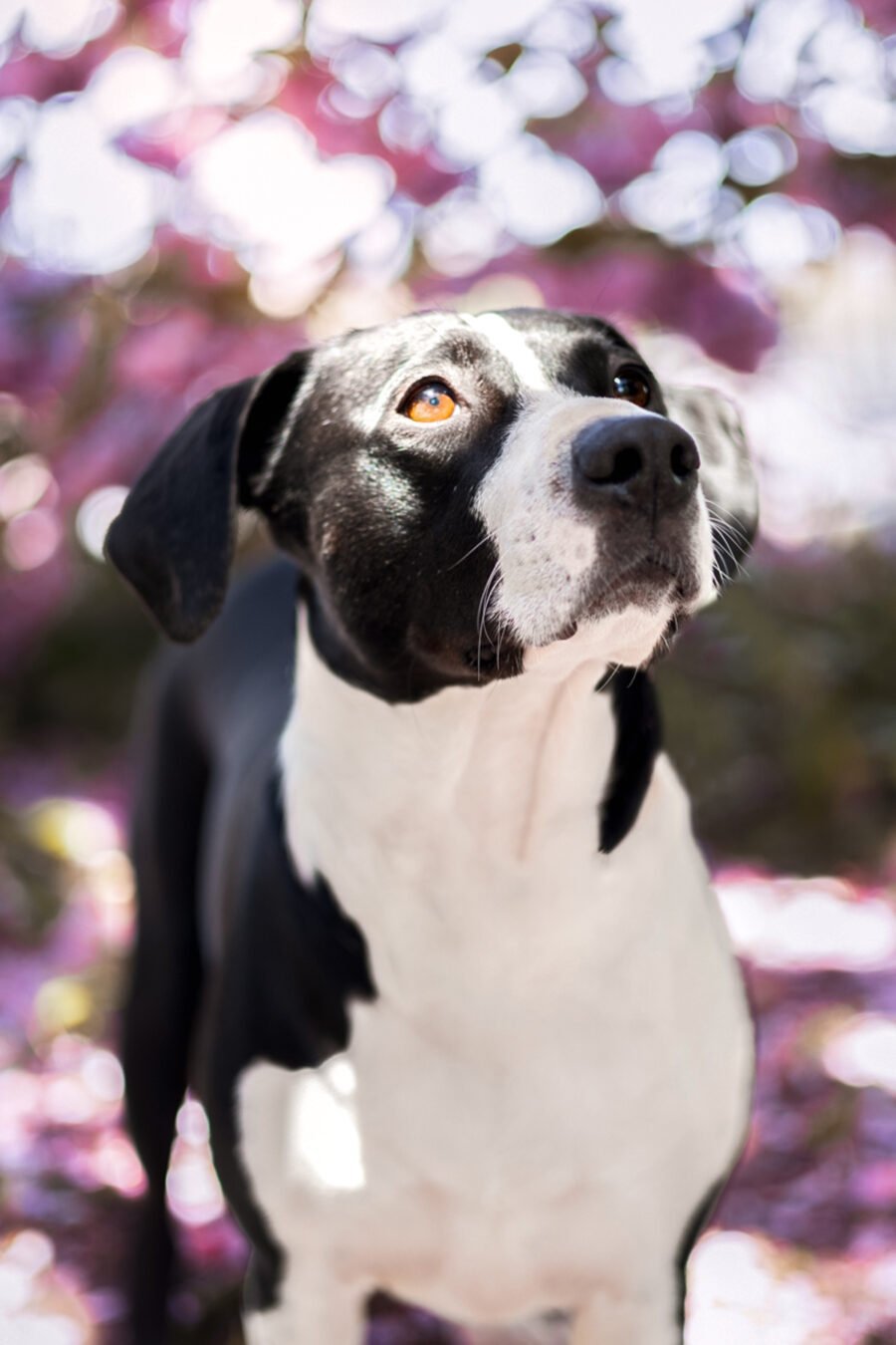 Coralie - session cheval